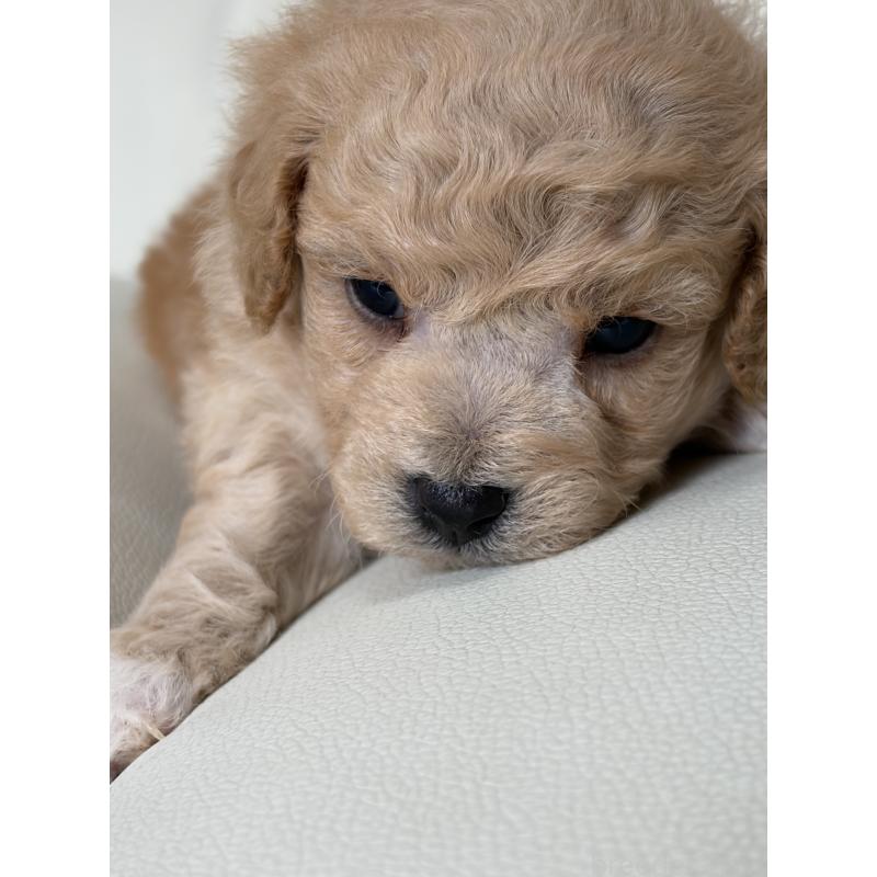 販売中の滋賀県のビションプー:ビションフリーゼ×トイプードル-445327の5枚目