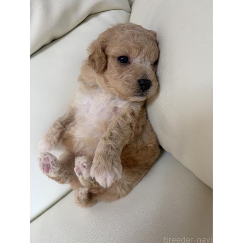 販売中の滋賀県のビションプー:ビションフリーゼ×トイプードル-445327の4枚目