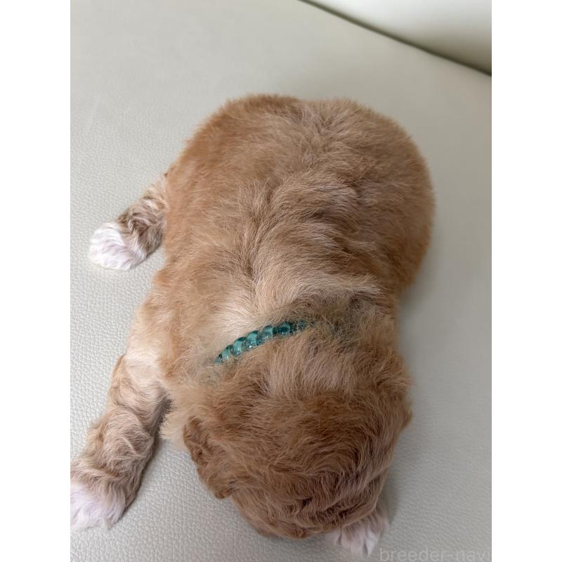 販売中の滋賀県のビションプー:ビションフリーゼ×トイプードル-445327の3枚目