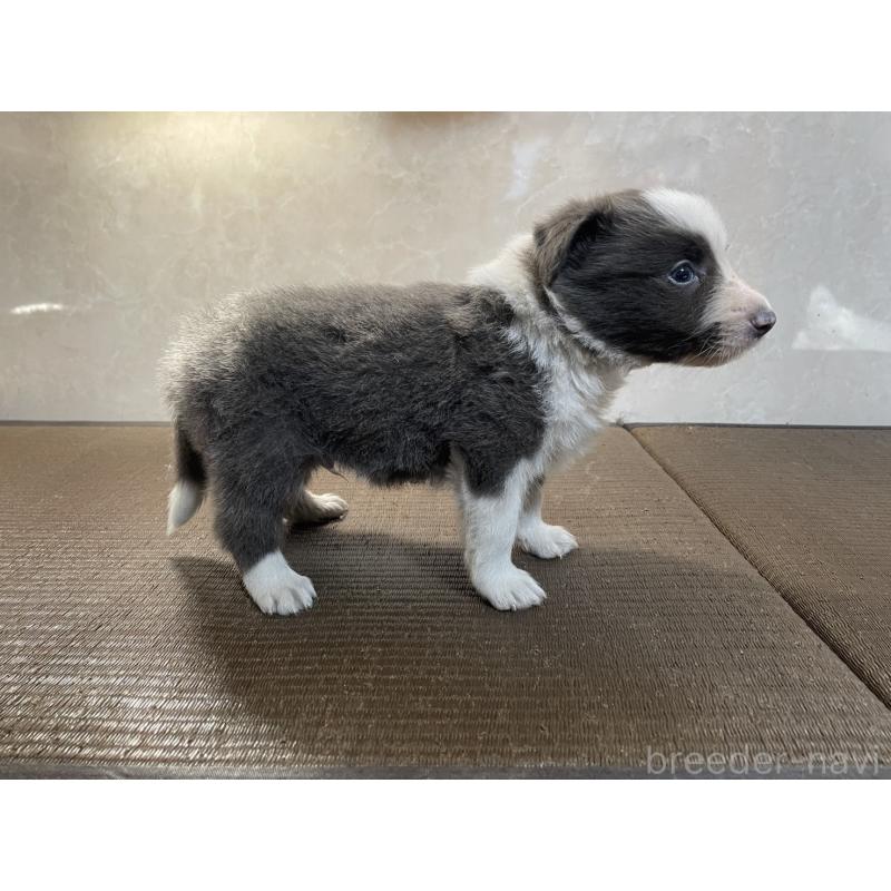 販売中の東京都のボーダーコリー-445328の5枚目