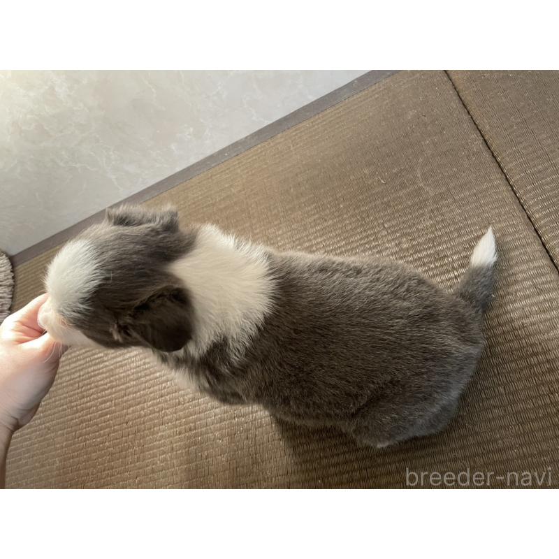 販売中の東京都のボーダーコリー-445328の4枚目