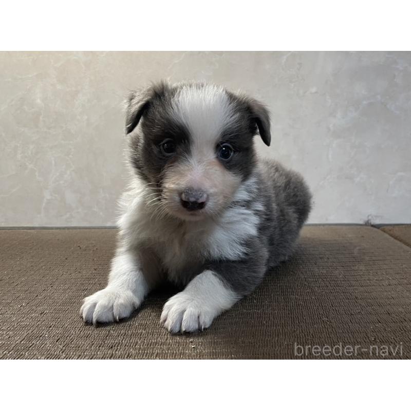 販売中の東京都のボーダーコリー-445328の3枚目