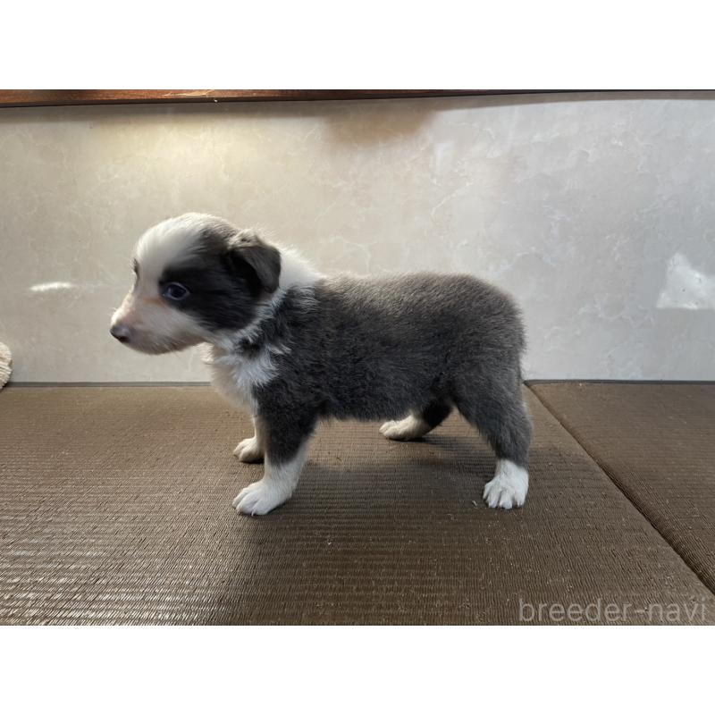 販売中の東京都のボーダーコリー-445328の2枚目