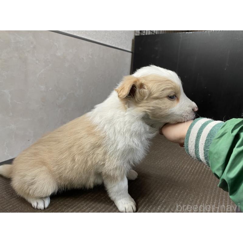 販売中の東京都のボーダーコリー-445329の4枚目