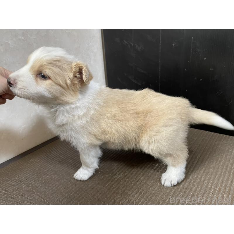 販売中の東京都のボーダーコリー-445329の3枚目