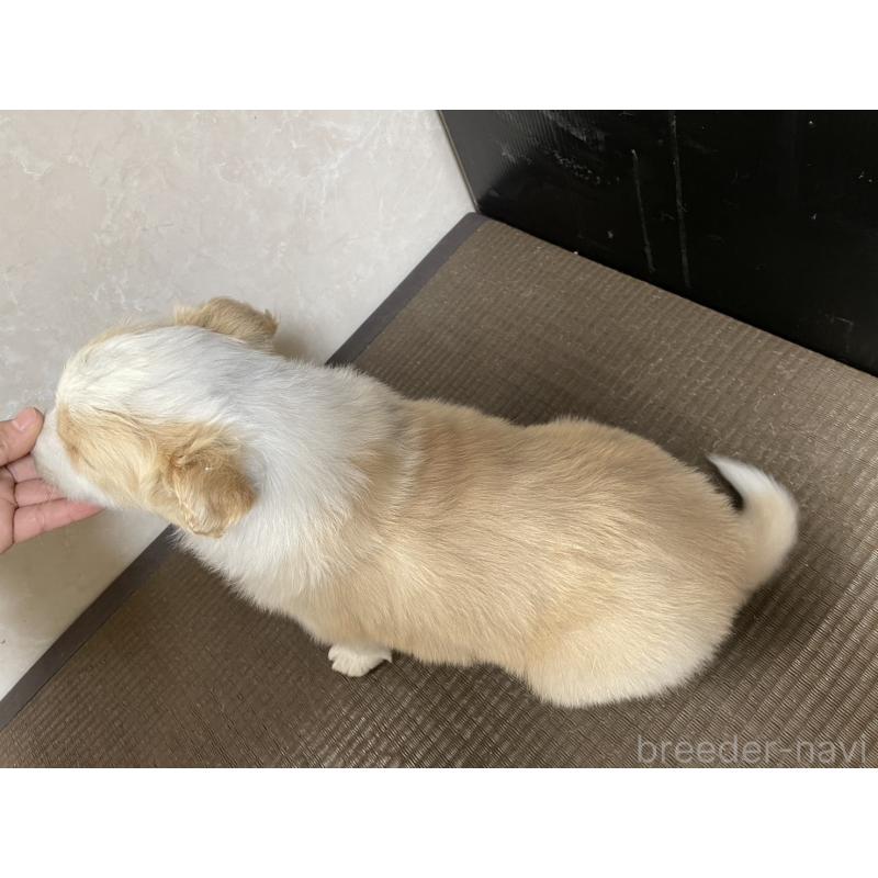 販売中の東京都のボーダーコリー-445329の2枚目