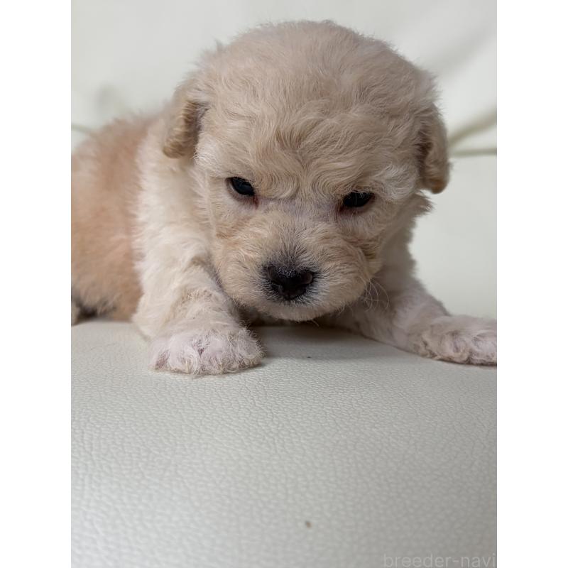 販売中の滋賀県のビションプー:ビションフリーゼ×トイプードル-445331の7枚目