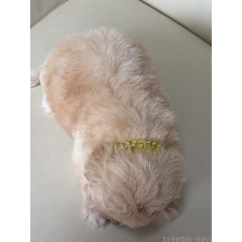 販売中の滋賀県のビションプー:ビションフリーゼ×トイプードル-445331の6枚目