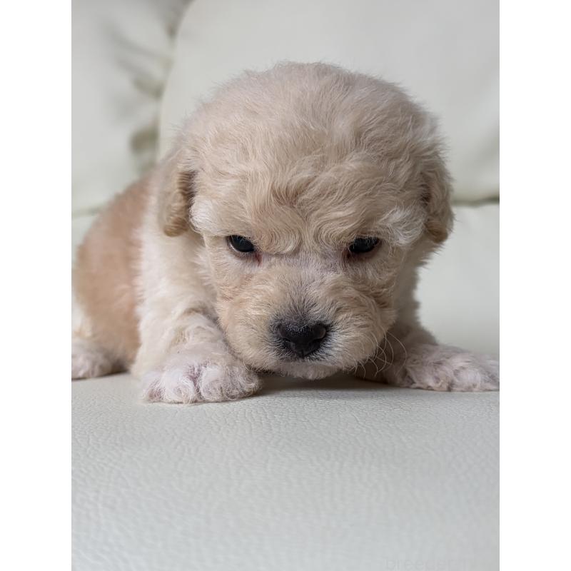 販売中の滋賀県のビションプー:ビションフリーゼ×トイプードル-445331の5枚目