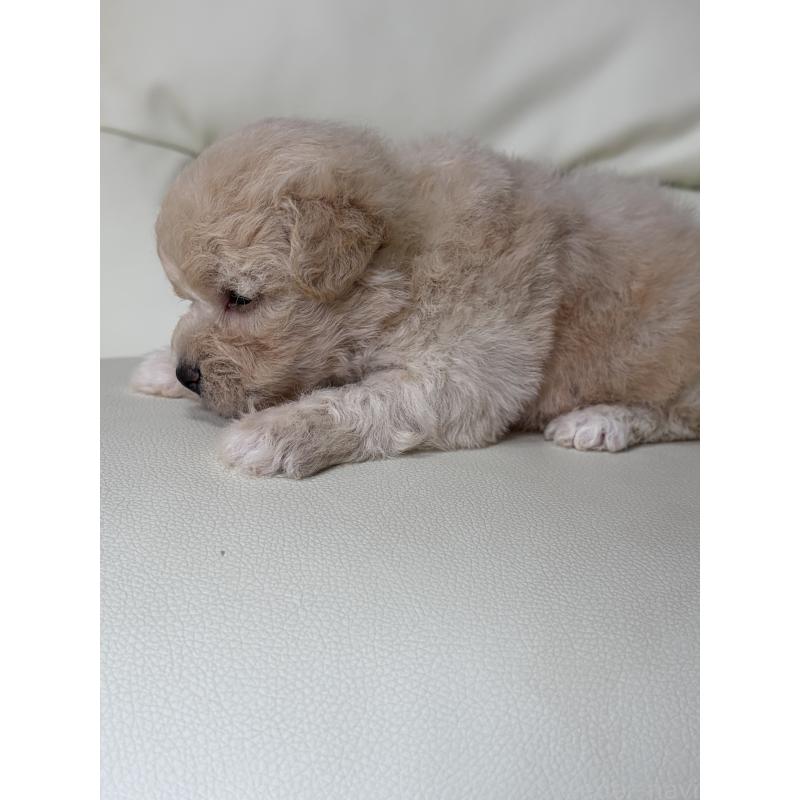 販売中の滋賀県のビションプー:ビションフリーゼ×トイプードル-445331の4枚目