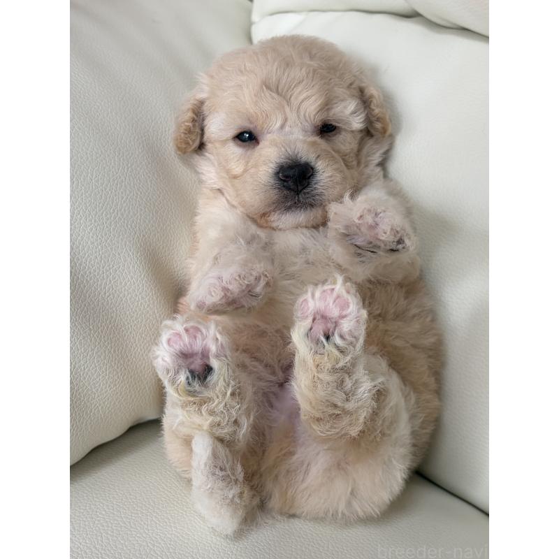 販売中の滋賀県のビションプー:ビションフリーゼ×トイプードル-445331の2枚目