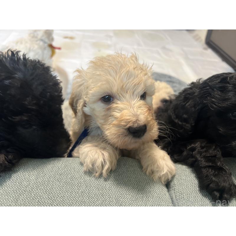 販売中の静岡県のラブラドゥードル:ラブラドールレトリーバー×プードル-439498