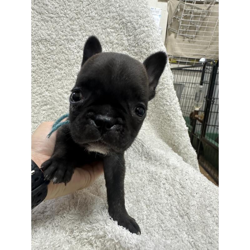 販売中の千葉県のフレンチブルドッグ-445330の5枚目