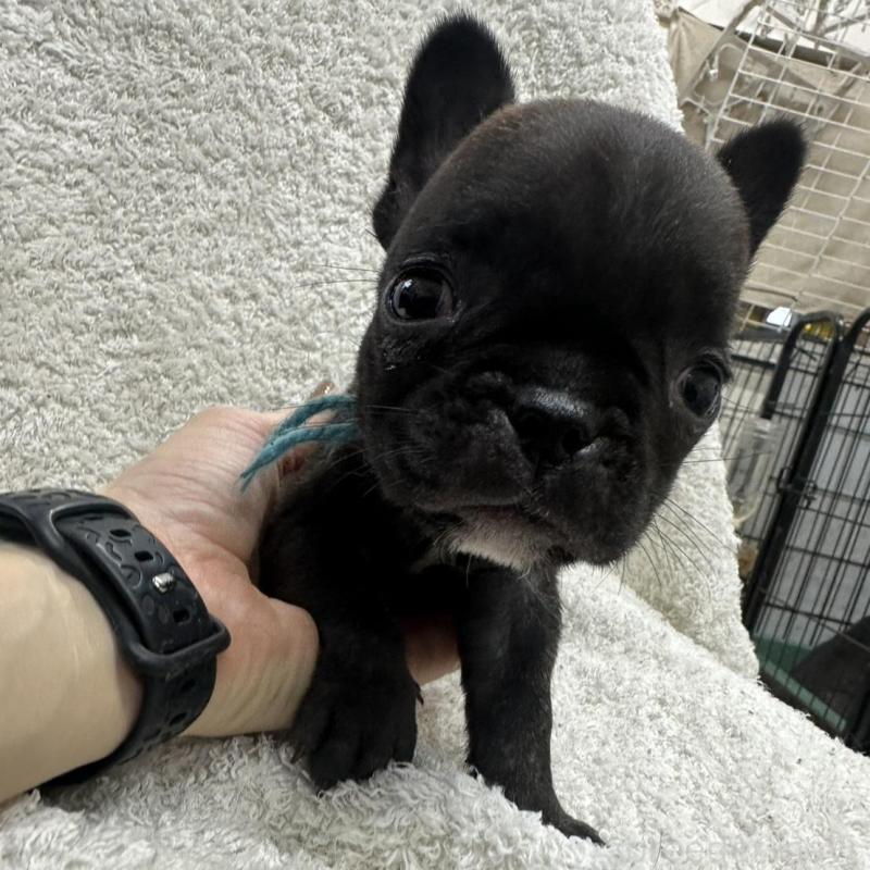 販売中の千葉県のフレンチブルドッグ-445330