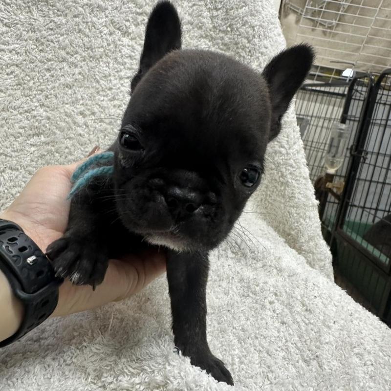 販売中の千葉県のフレンチブルドッグ-445330の4枚目