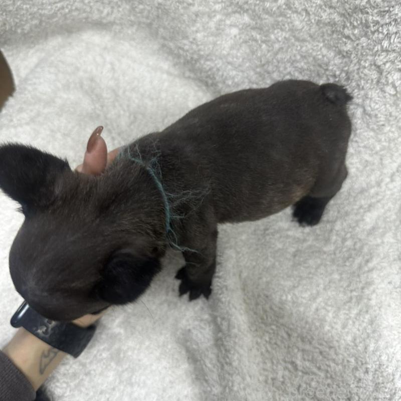 販売中の千葉県のフレンチブルドッグ-445330の3枚目