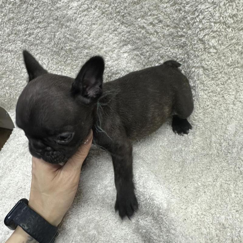 販売中の千葉県のフレンチブルドッグ-445330の2枚目