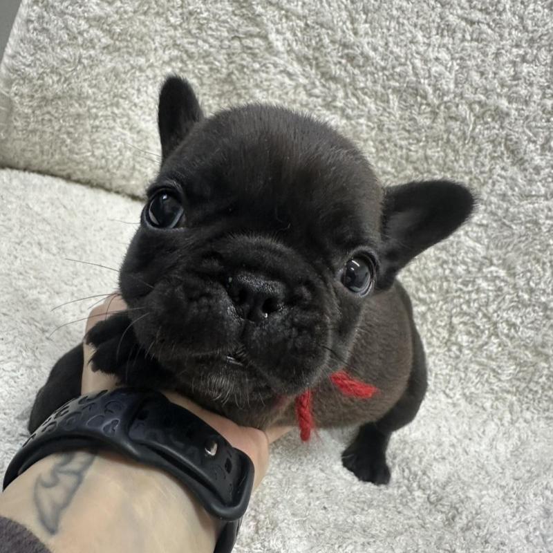 販売中の千葉県のフレンチブルドッグ-445332