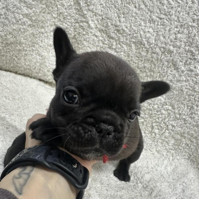 販売中の千葉県のフレンチブルドッグ-445332の4枚目