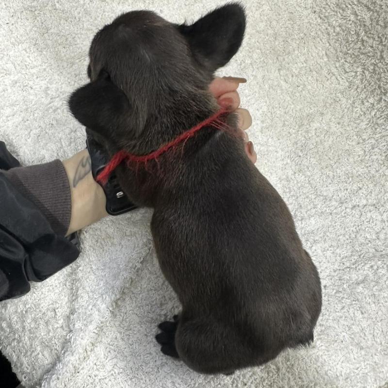 販売中の千葉県のフレンチブルドッグ-445332の3枚目