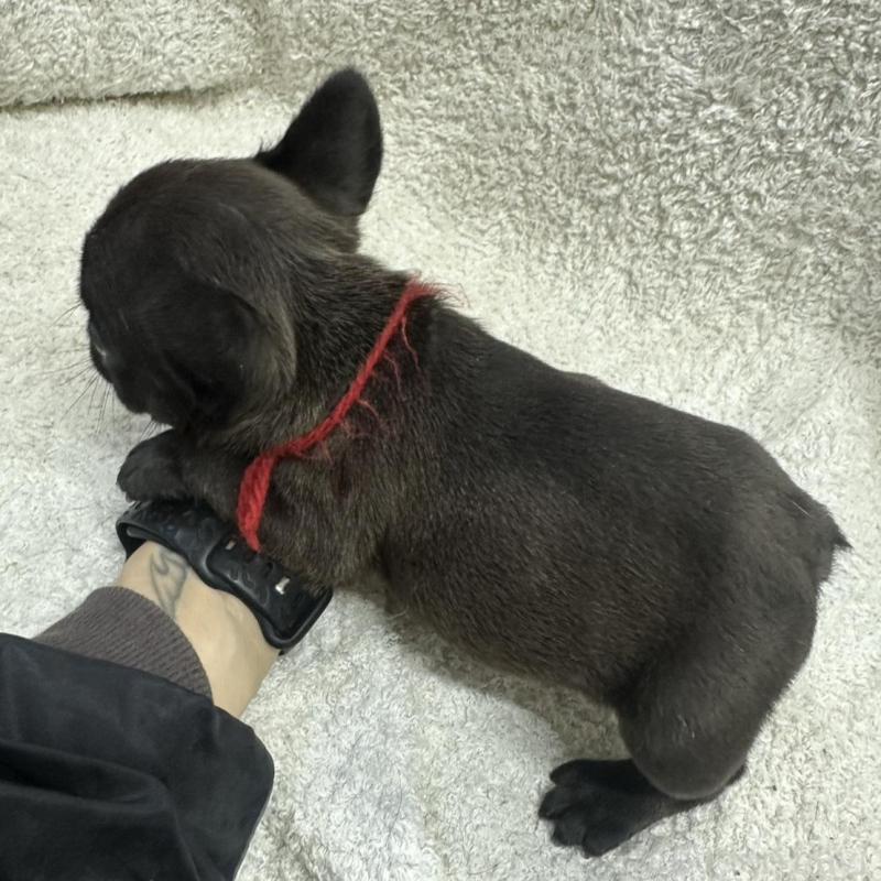 販売中の千葉県のフレンチブルドッグ-445332の2枚目