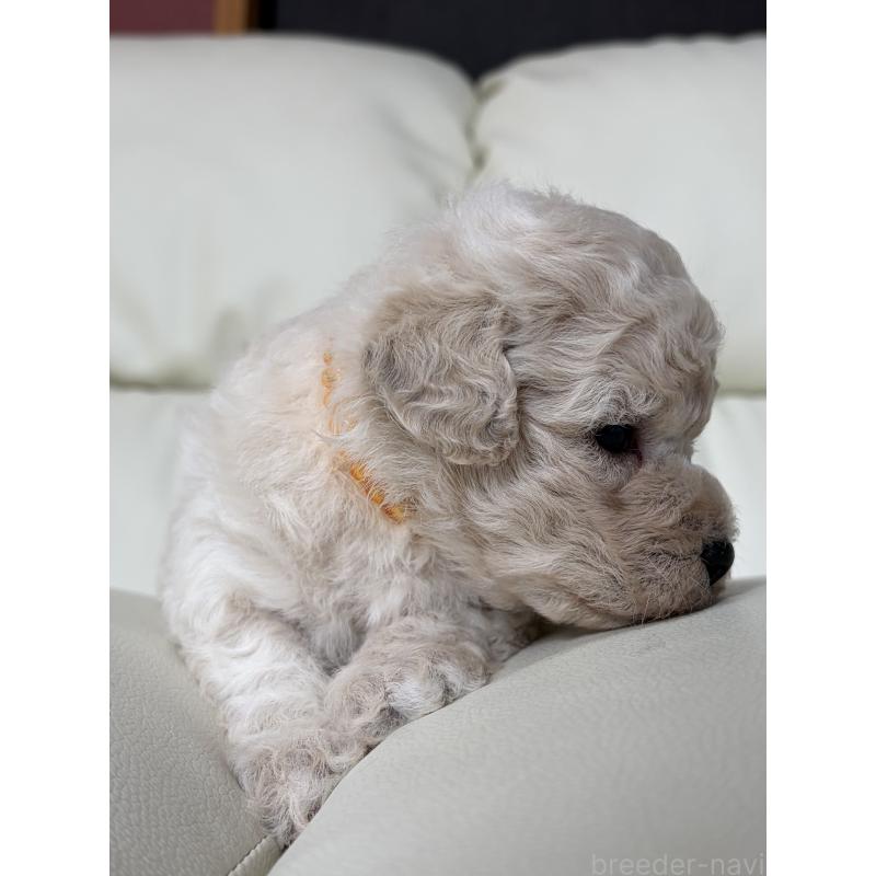 販売中の滋賀県のビションプー:ビションフリーゼ×トイプードル-445334の11枚目