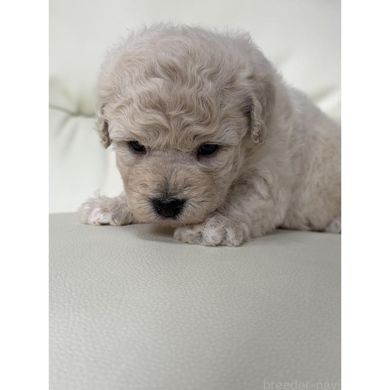 販売中の滋賀県のビションプー:ビションフリーゼ×トイプードル-445334の10枚目