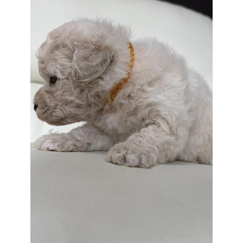 販売中の滋賀県のビションプー:ビションフリーゼ×トイプードル-445334の9枚目