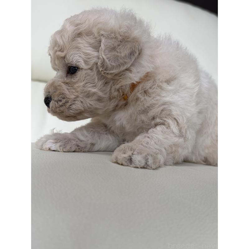 販売中の滋賀県のビションプー:ビションフリーゼ×トイプードル-445334の8枚目