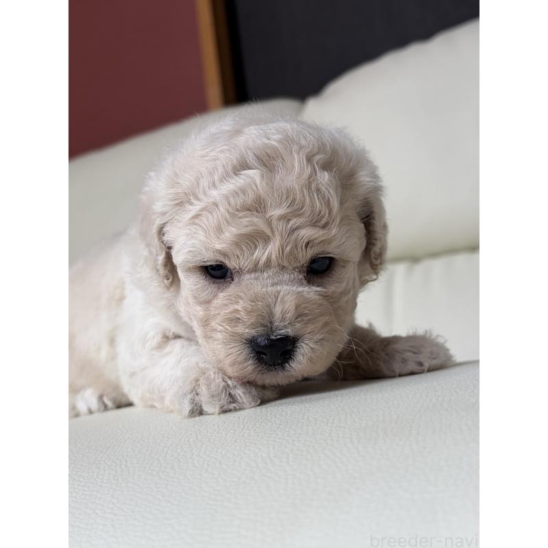 販売中の滋賀県のビションプー:ビションフリーゼ×トイプードル-445334の7枚目