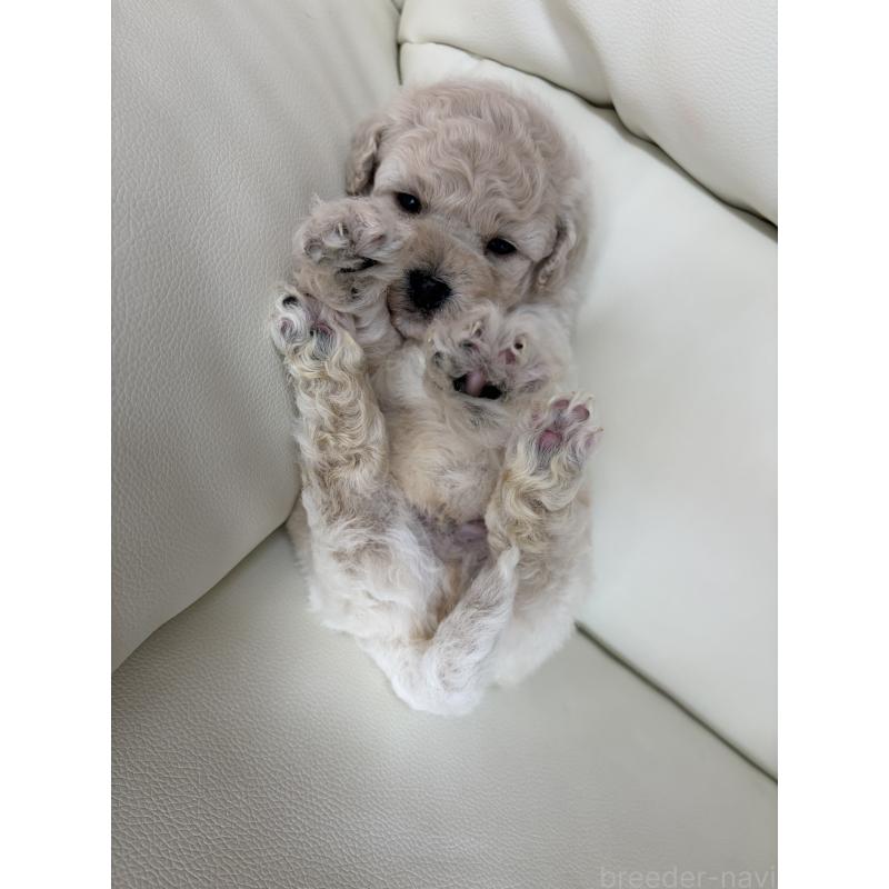 販売中の滋賀県のビションプー:ビションフリーゼ×トイプードル-445334の6枚目