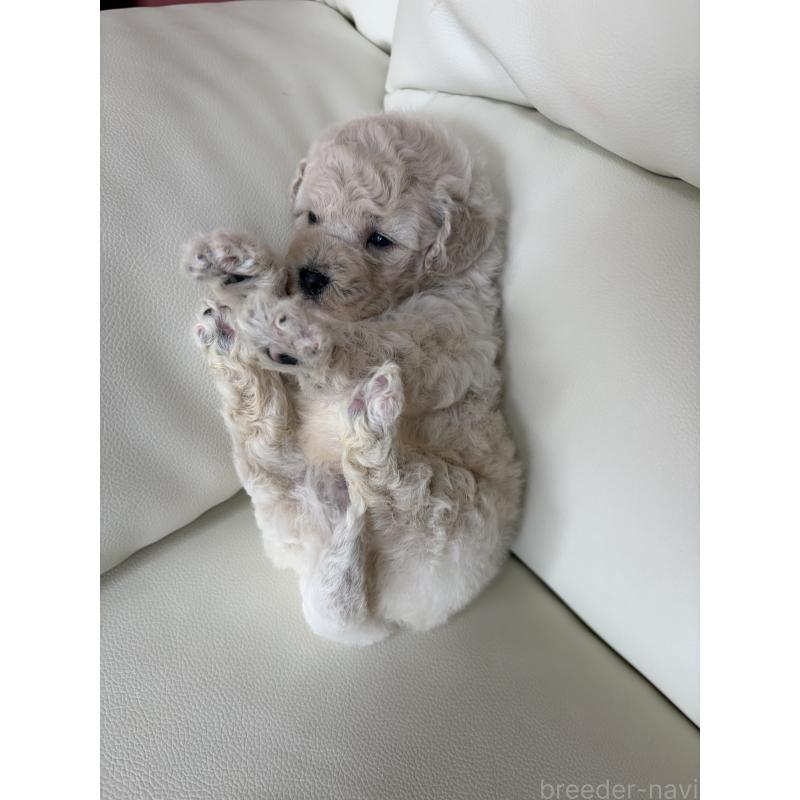 販売中の滋賀県のビションプー:ビションフリーゼ×トイプードル-445334の5枚目