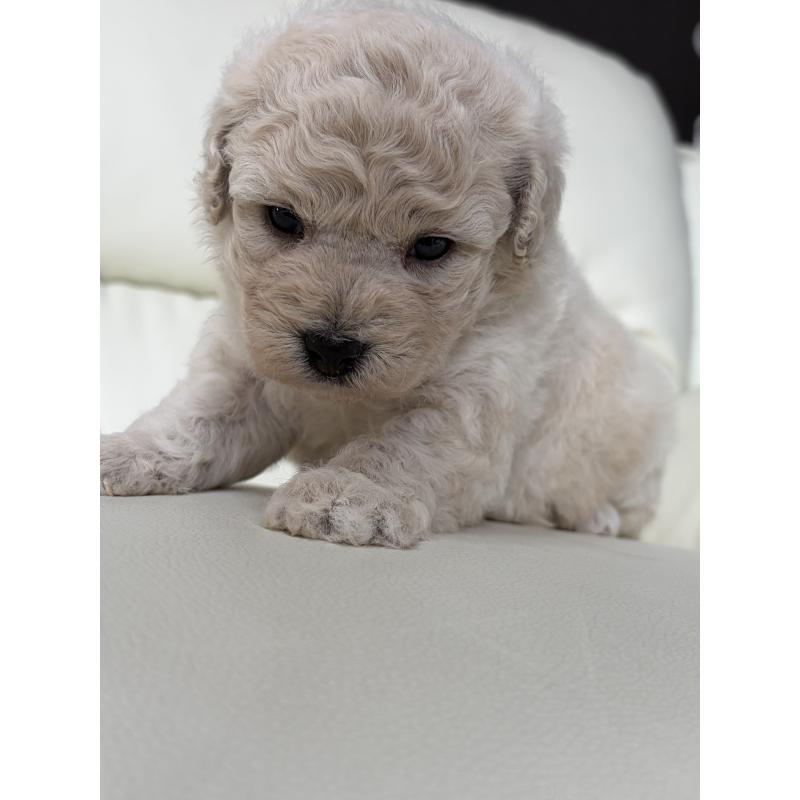 販売中の滋賀県のビションプー:ビションフリーゼ×トイプードル-445334の2枚目