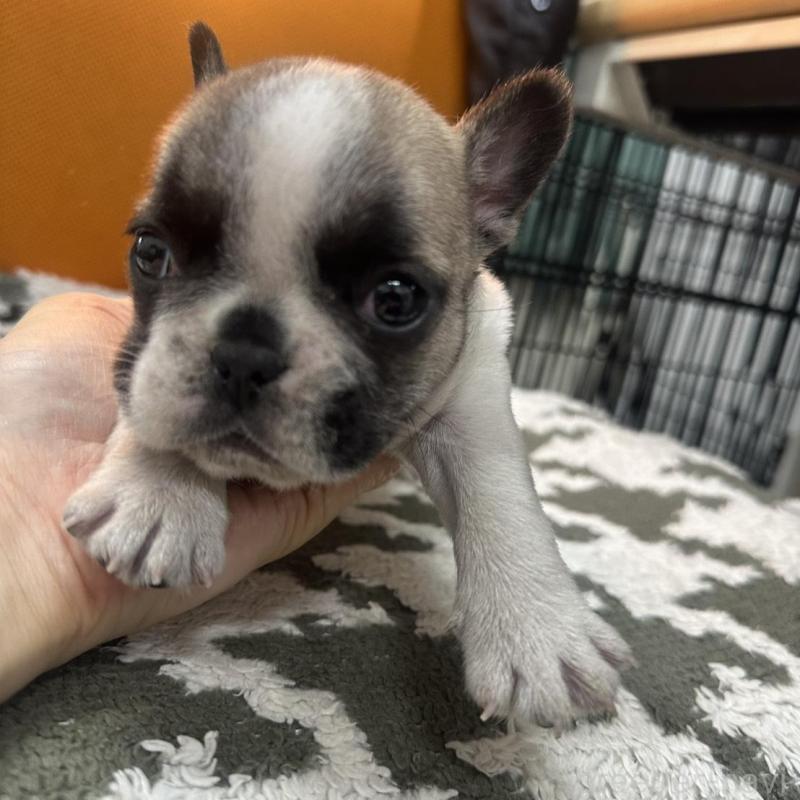 販売中の千葉県のフレンチブルドッグ-445333の4枚目