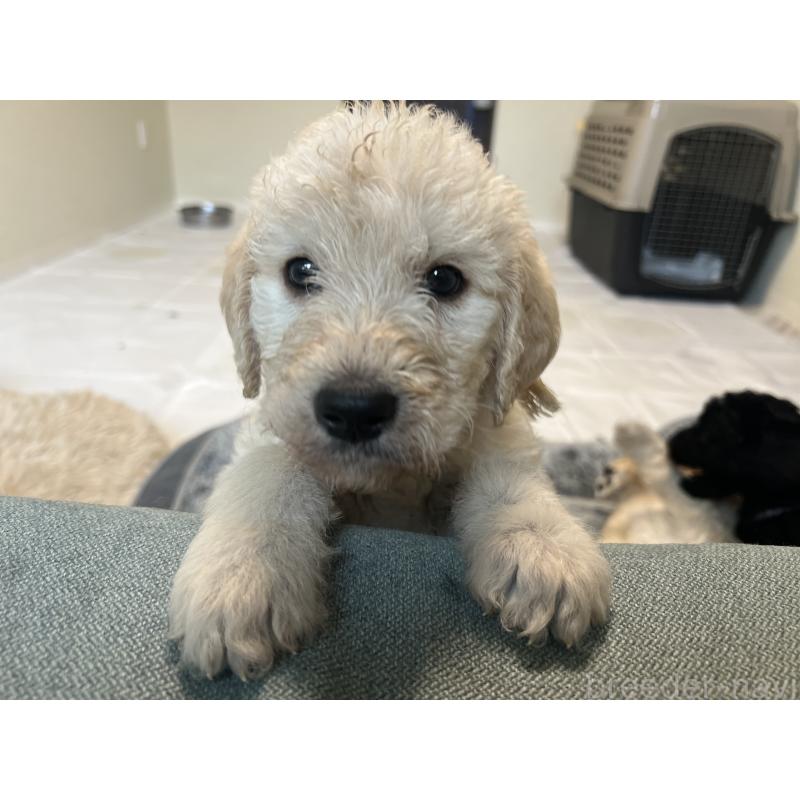 販売中の静岡県のラブラドゥードル:ラブラドールレトリーバー×プードル-445335の2枚目