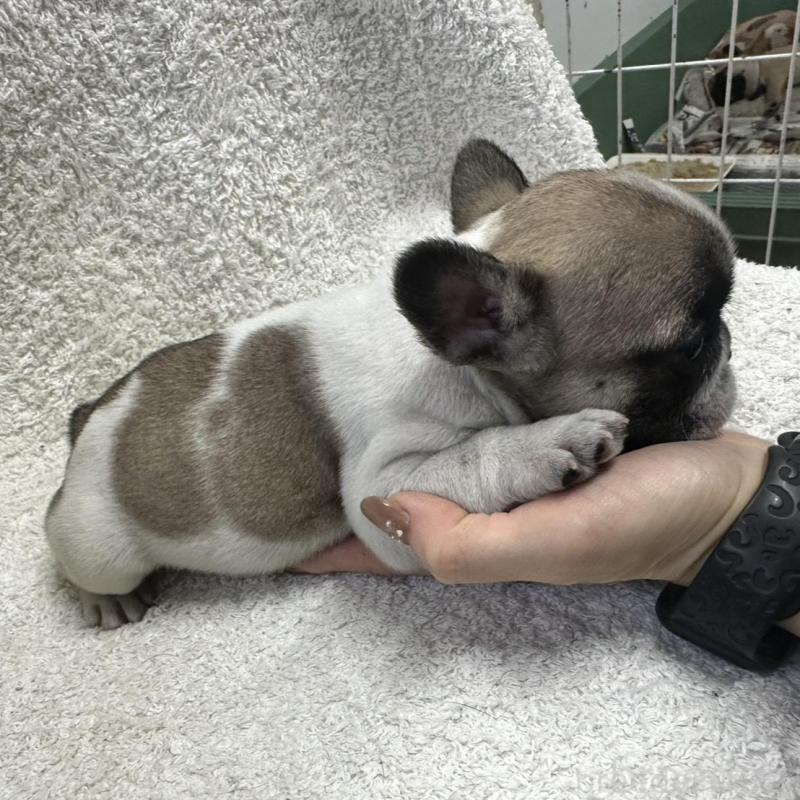 販売中の千葉県のフレンチブルドッグ-445333の3枚目