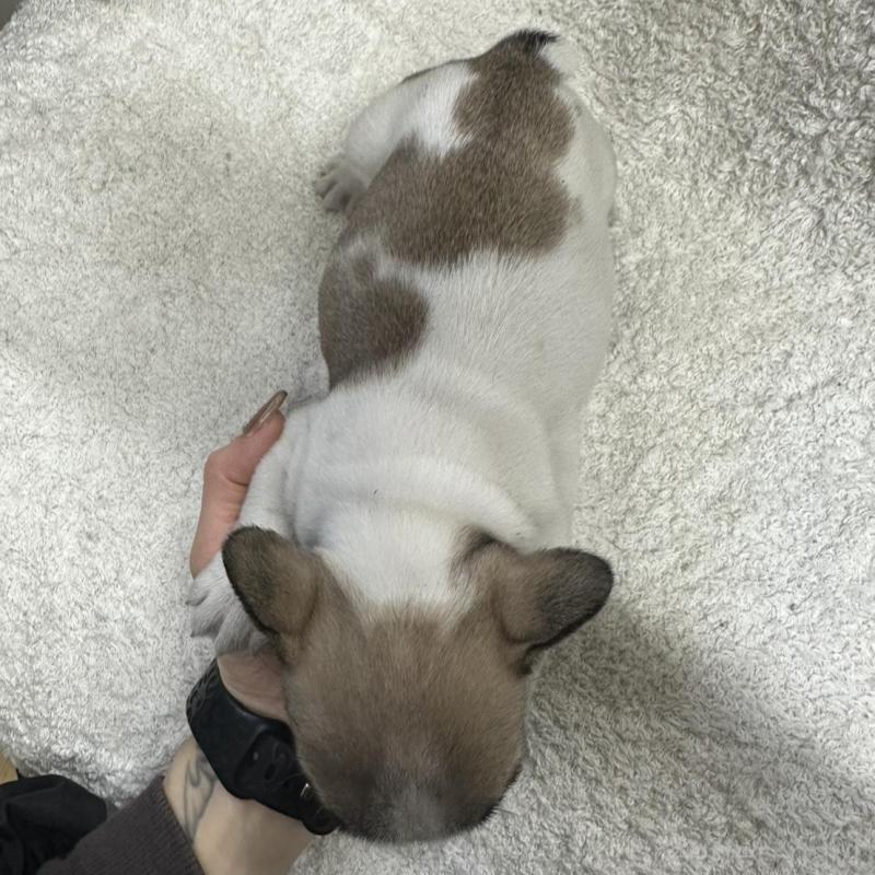 販売中の千葉県のフレンチブルドッグ-445333の2枚目