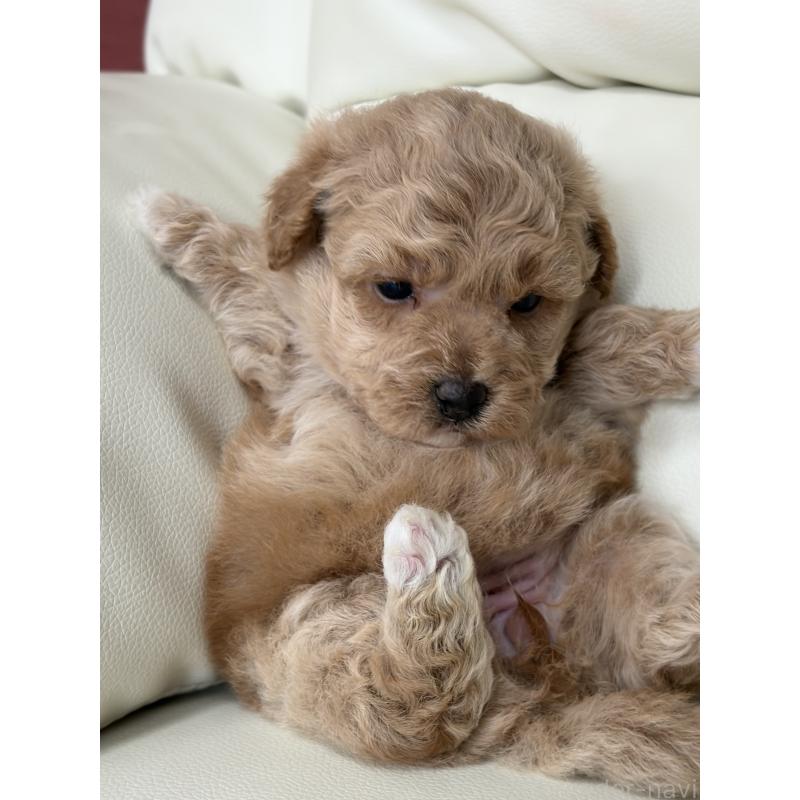 販売中の滋賀県のビションプー:ビションフリーゼ×トイプードル-445337の11枚目