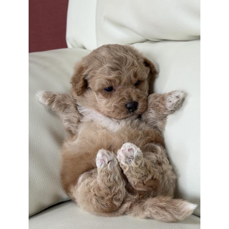 販売中の滋賀県のビションプー:ビションフリーゼ×トイプードル-445337の10枚目