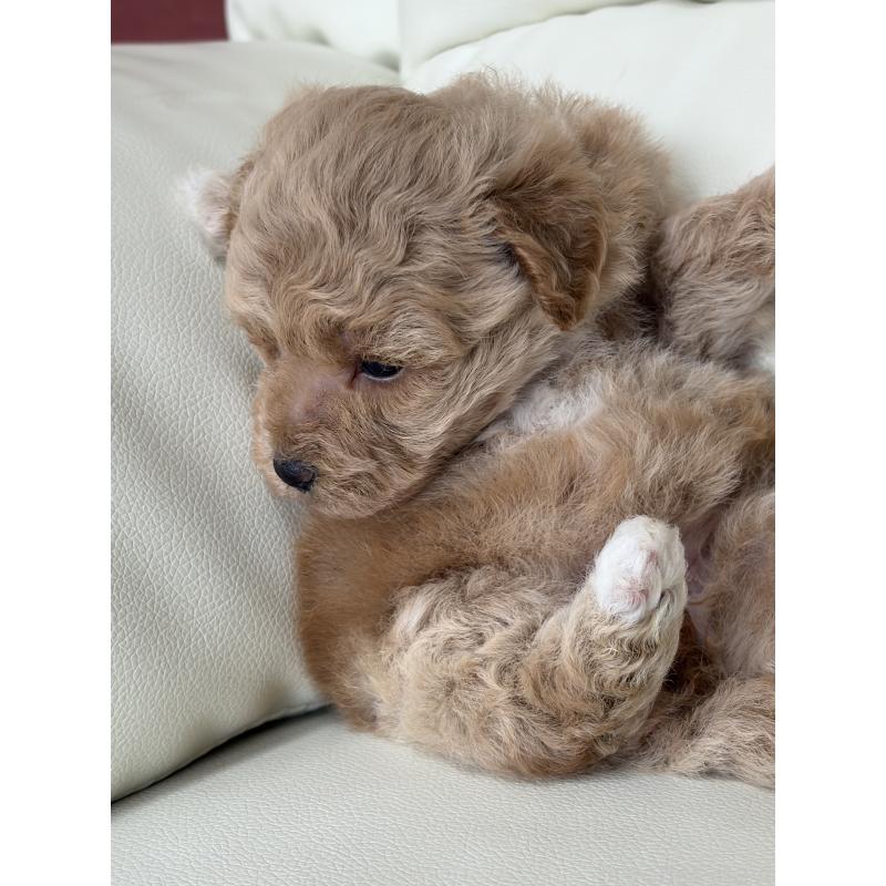 販売中の滋賀県のビションプー:ビションフリーゼ×トイプードル-445337の8枚目