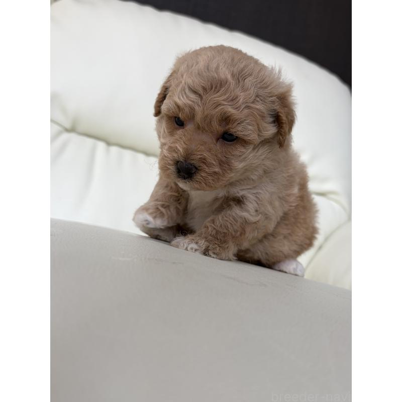 販売中の滋賀県のビションプー:ビションフリーゼ×トイプードル-445337の3枚目