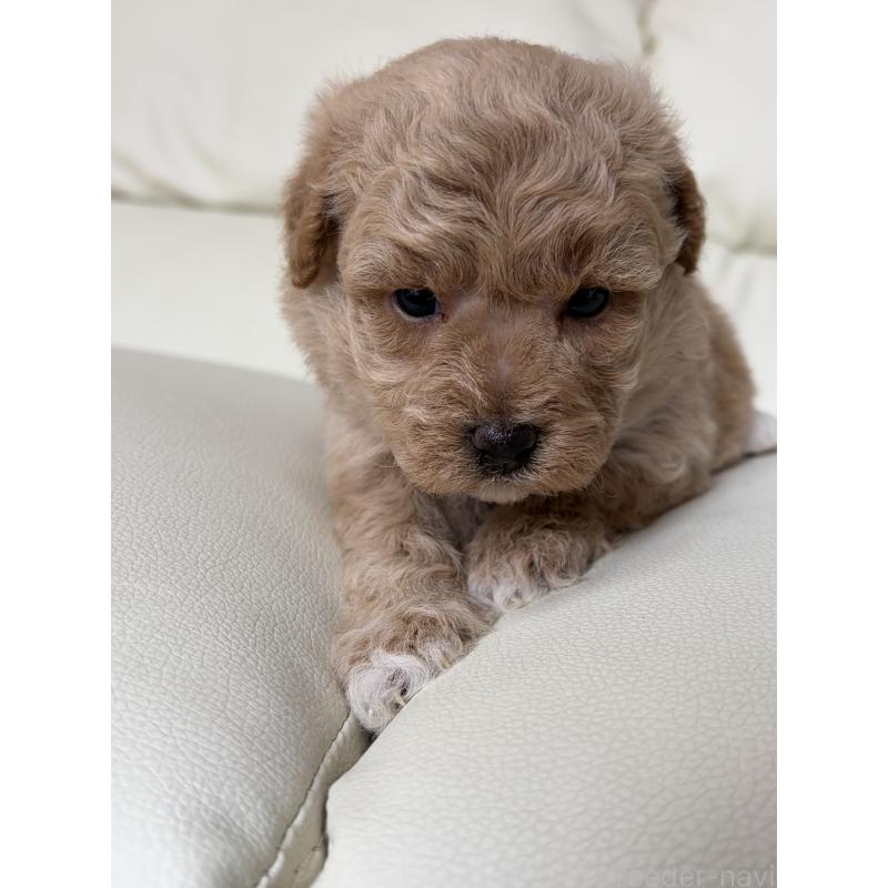 販売中の滋賀県のビションプー:ビションフリーゼ×トイプードル-445337の2枚目