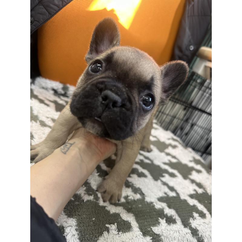 販売中の千葉県のフレンチブルドッグ-445336の4枚目
