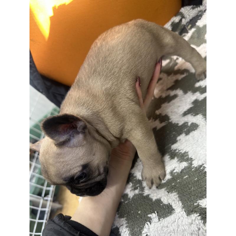 販売中の千葉県のフレンチブルドッグ-445336の3枚目