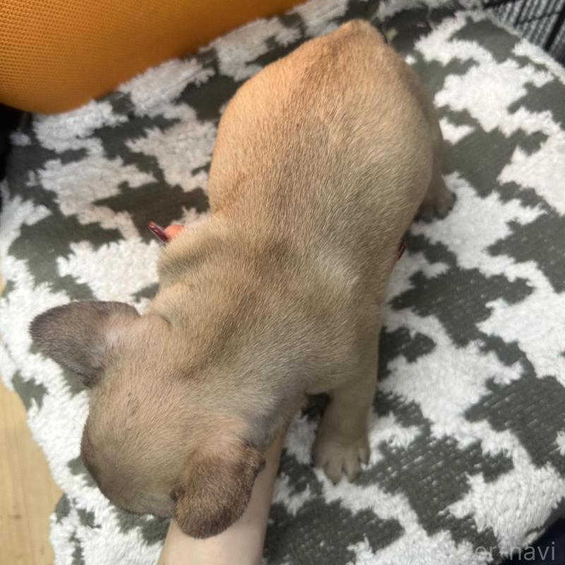 販売中の千葉県のフレンチブルドッグ-445336の2枚目