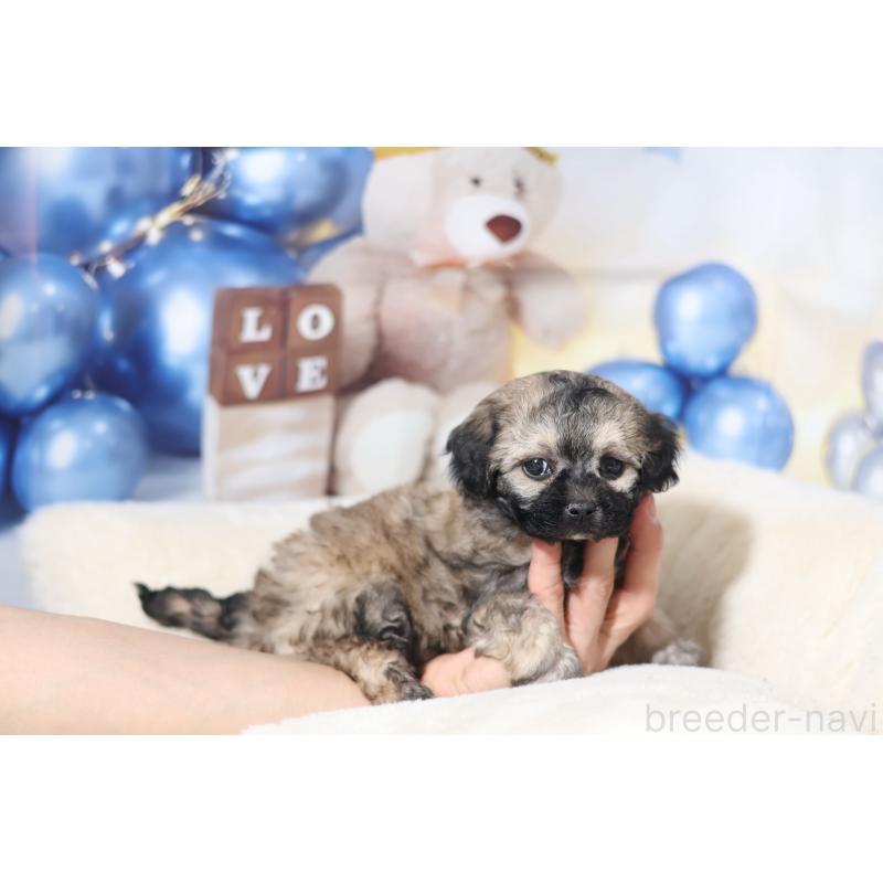 販売中の大阪府のチワプー:チワワ×トイプードル-445340の3枚目