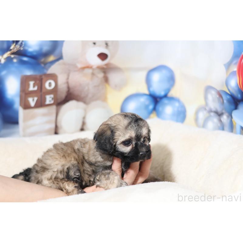 販売中の大阪府のチワプー:チワワ×トイプードル-445340の1枚目