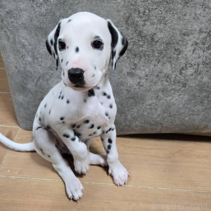 販売中の大阪府のダルメシアン-445338