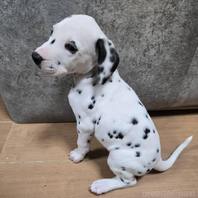 販売中の大阪府のダルメシアン-445338の5枚目