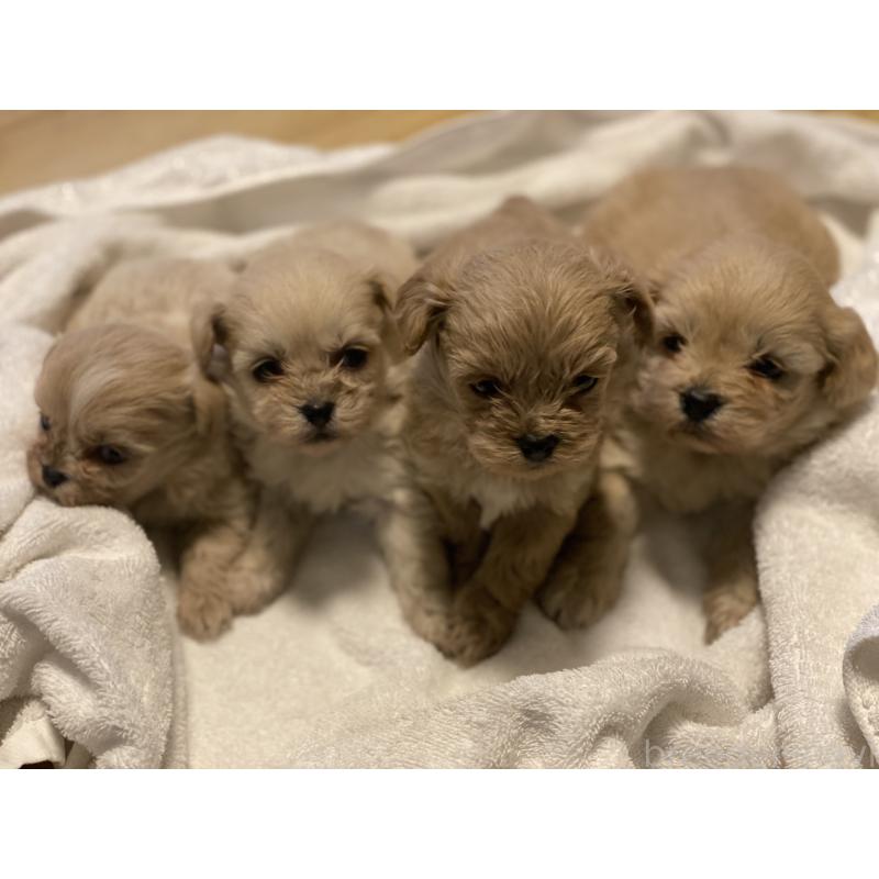 販売中の埼玉県のミックス犬-445339の1枚目